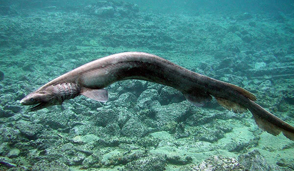 Foto: Kragenhai im Wasser