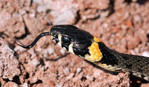 Foto: Schlangenschlange