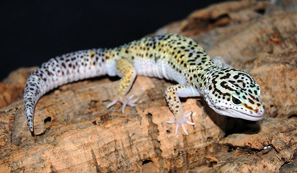 Foto: Leopardgecko
