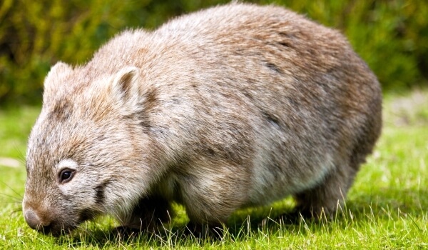 Foto: Wombat in Australien