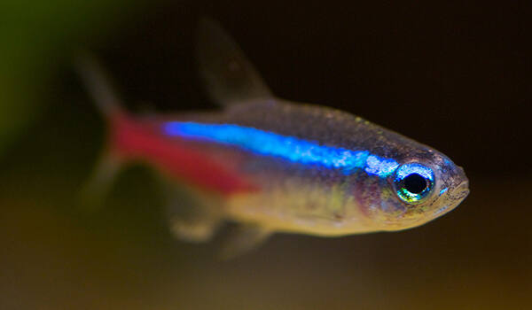 Foto: Neonblauer Fisch