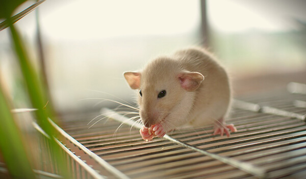 Photo: Dumbo pet rat