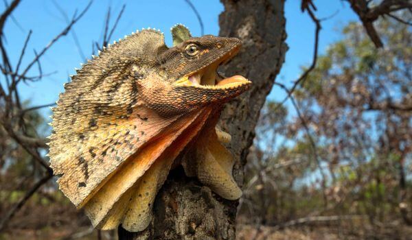 Foto: Frilled Lizard in Australia