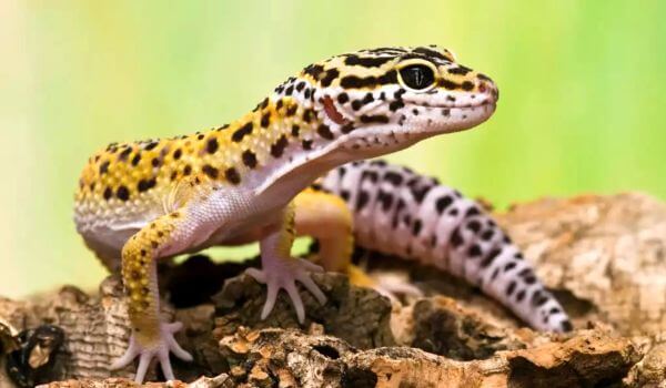 Foto: Gecko-Tier