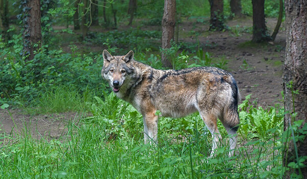 Foto: Grauer Wolf