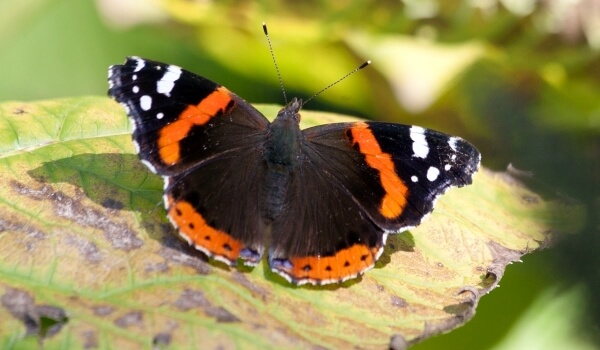 Foto: Butterfly Admiral im Roten Buch