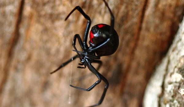 Foto: Black Widow Spider