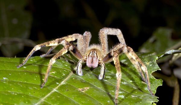 Foto: Brasilianischer Spinnensoldat