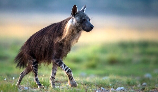 Foto: Weibliche gestreifte Hyäne