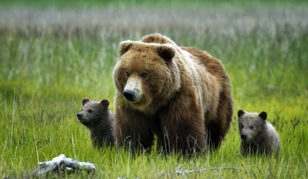 Foto: So sieht ein Grizzlybär aus