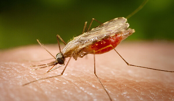 Foto: So sieht eine Malariamücke aus