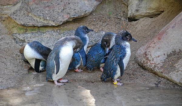 Foto: Kleine Pinguine