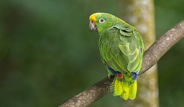 Foto: Amazon Parrot