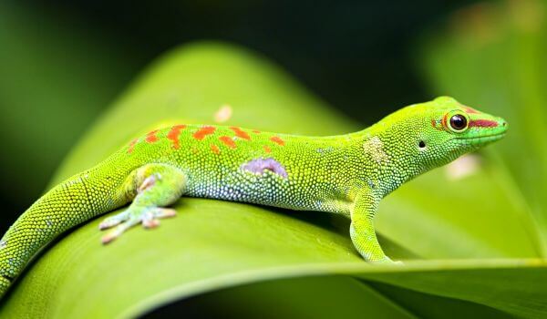 Foto: Gecko in der Natur