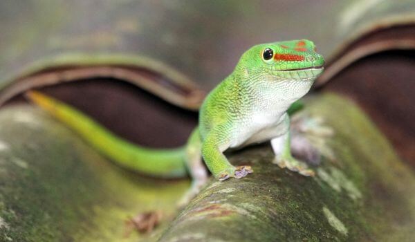 Foto: Red Book Gecko