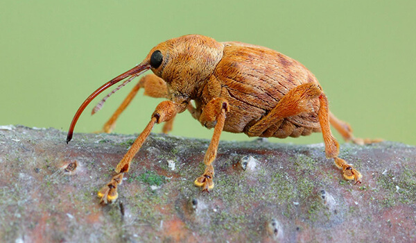 Foto: Rüsselkäfer in der Natur