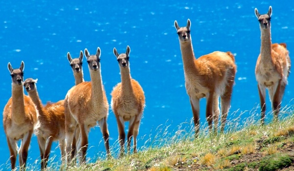 Foto: Lamas in der Natur
