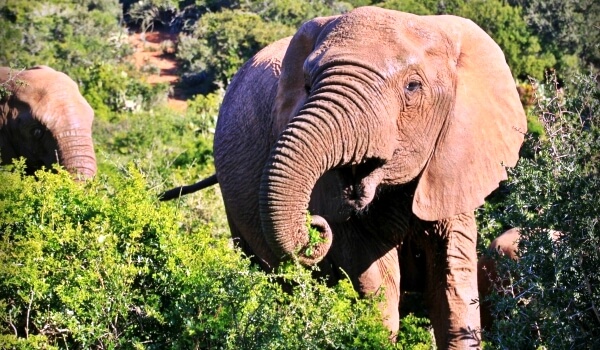 Foto: Afrikanischer Buschelefant
