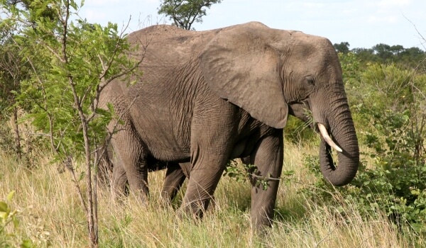 Foto: Tierischer großer afrikanischer Elefant