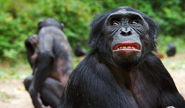 Foto : Bonobo-Affe