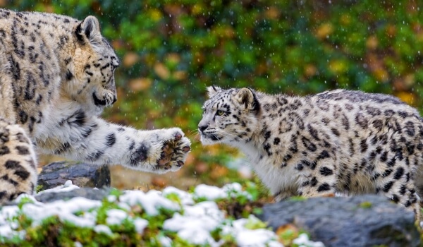 Foto: Snow Leopard Cat