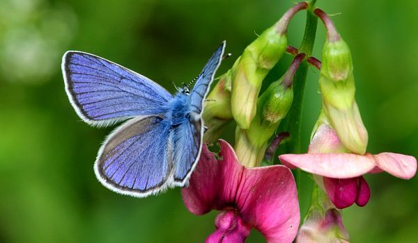 Foto: Schmetterling Blaubeer-Ikarus