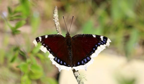 Foto: Trauernder Schmetterling