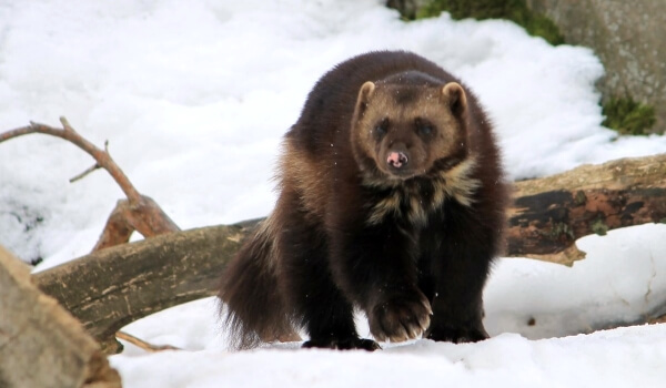 Foto: Wolverine im Schnee