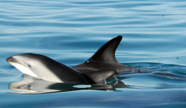 Foto: Weißkopfdelfin