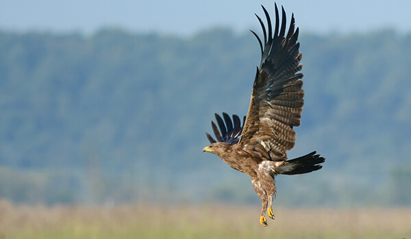 Foto: Vogel toll gefleckt Adler