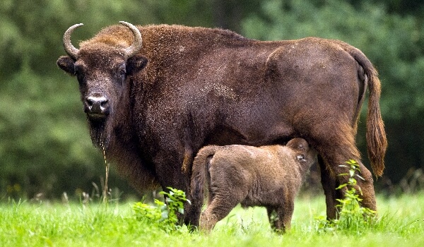 Foto: Bison Cub