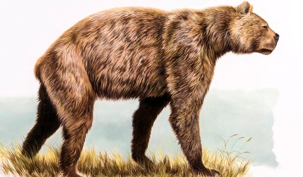 Foto: Prähistorischer Raubtier-Kurzgesichtsbär