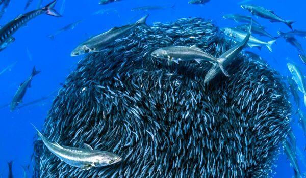 Foto: Barracuda-Seefisch